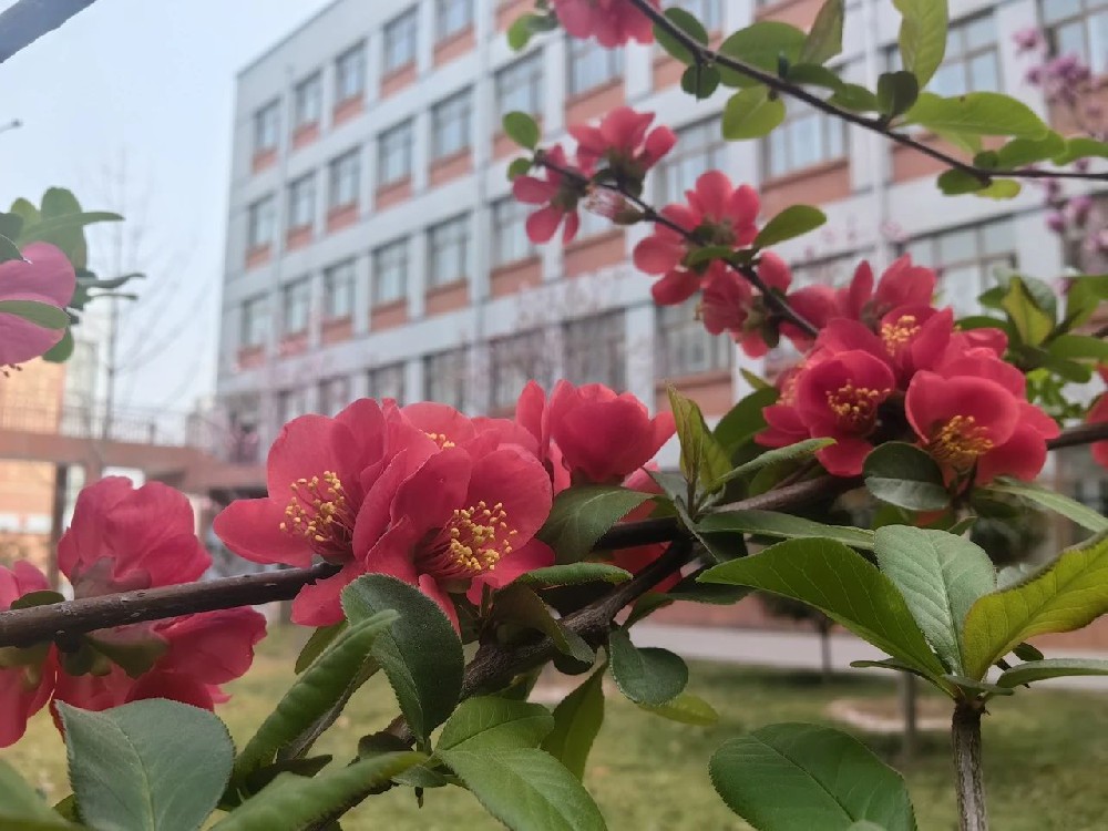 赴一场春约